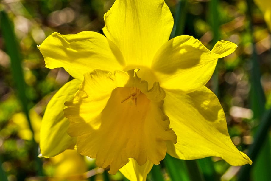 narcissus, spring, sun, flower, plant, yellow, easter, flowering plant HD wallpaper