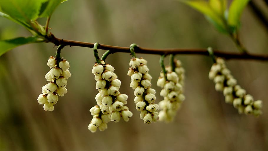 plant, hanging, focus on foreground, growth, close-up, food HD wallpaper