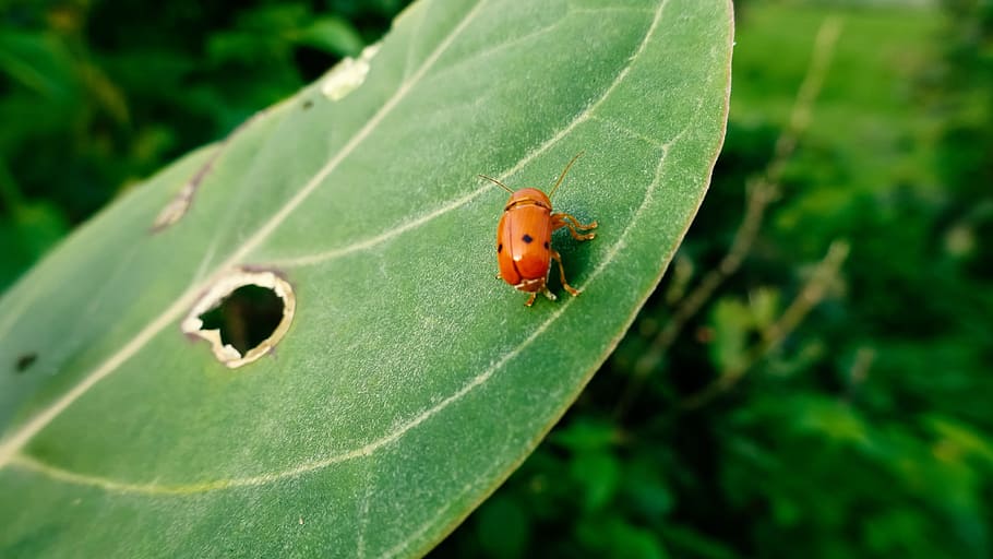 Lady Bug, beetle, depth of field, environment, green, green leaf HD wallpaper