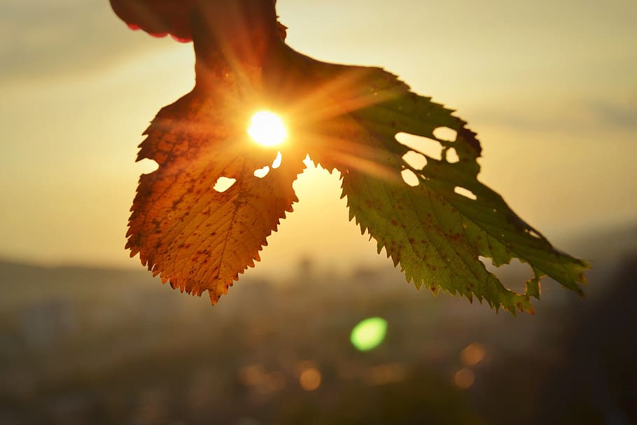 sunset, nature, plant, close-up, beauty in nature, focus on foreground HD wallpaper