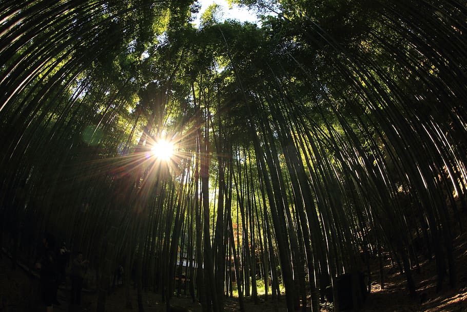 tree, plant, low angle view, sunlight, beauty in nature, sunbeam HD wallpaper