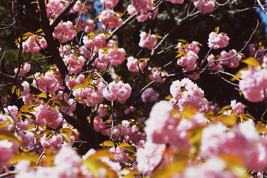 flower, flowering plant, fragility, vulnerability, freshness HD wallpaper