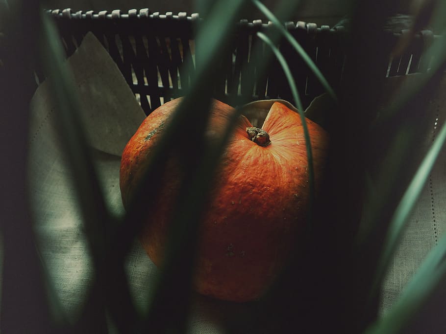 pumpkin, autumn, fall, october, november, halloween, thanksgiving HD wallpaper