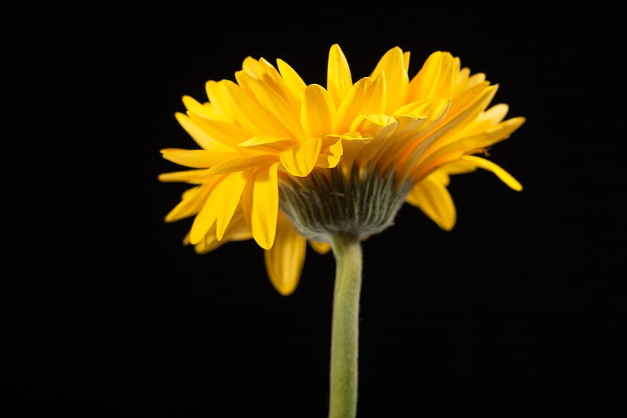 beautiful, yellow, gerbera, stem, isolated, black, closeup HD wallpaper