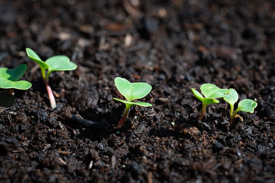 radishes, young, young plants, thrive, grow, garden, in the garden HD wallpaper