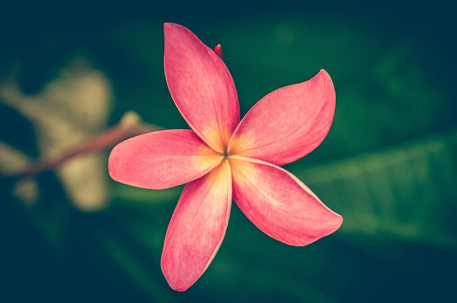 Tilt Shiftr Lens Photography of Pink Petal Flower, bloom, blossom HD wallpaper