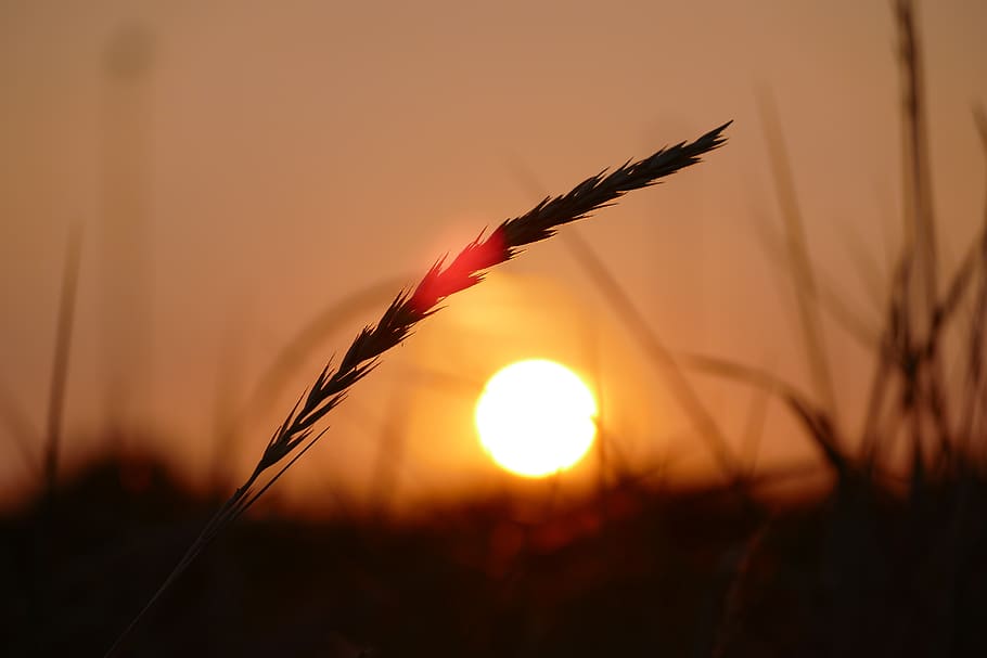 grain, sunset, scene, background, evening, ear, sky, focus on foreground
