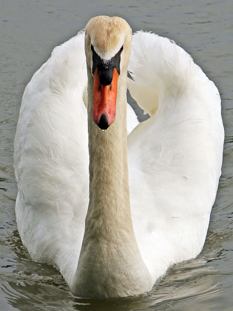swan, duck, white, bird, animal, wild, nature, swimming, water HD wallpaper