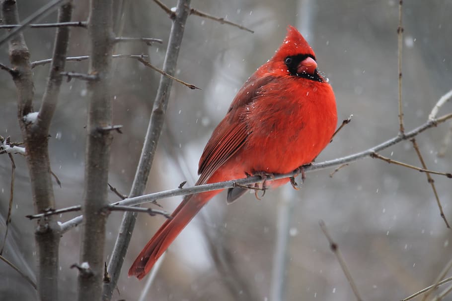 Red Cardinal Bird on Tree Branch, animal, blur, close-up, cold HD wallpaper