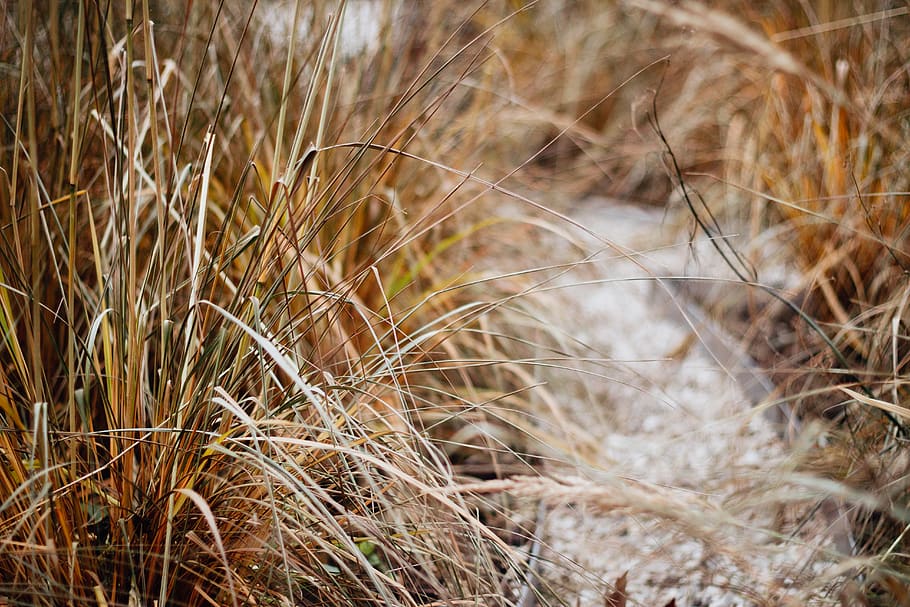 Selective Focus Photography of Brown Grass, cereal, close-up HD wallpaper