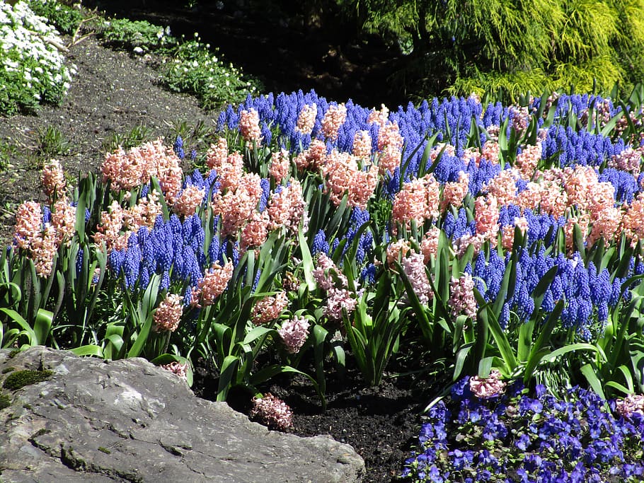 blue, pink, landscape, flowers, queen elizabeth park garden, HD wallpaper
