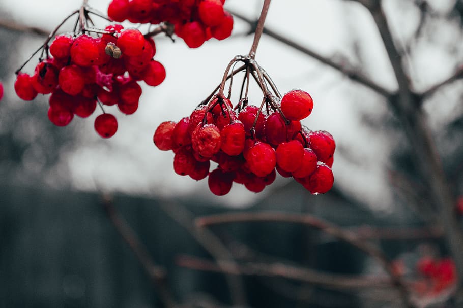 Red Cherry Fruit, berries, blurred background, branch, bright HD wallpaper