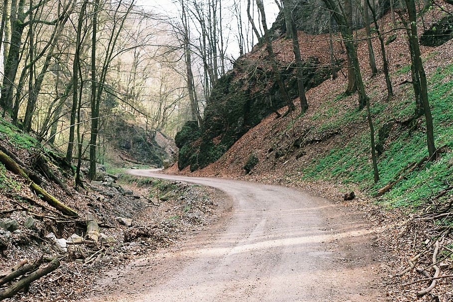 trees, grass, branches, woods, nature, outdoors, trail, road HD wallpaper