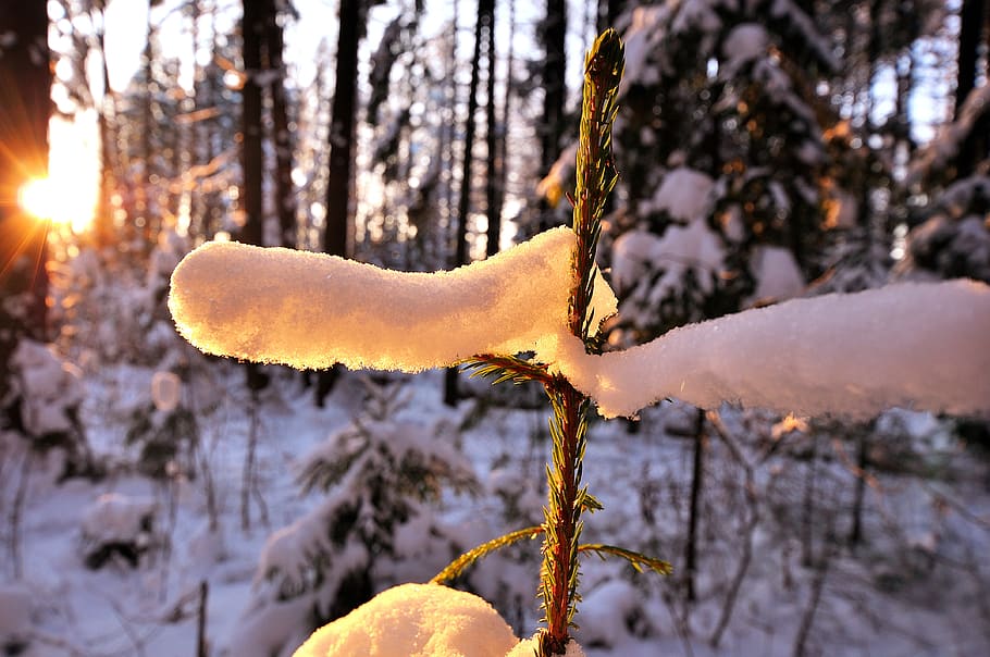 forest, snow, nature, cold, snowdrifts, sun, winter, spruce HD wallpaper