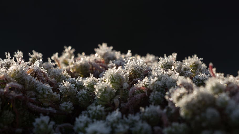 Green Plants, black background, blur, close -up, close-up, cold HD wallpaper