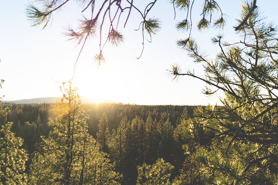 forest during golden time, tree, flora, algae, plant, sunlight HD wallpaper