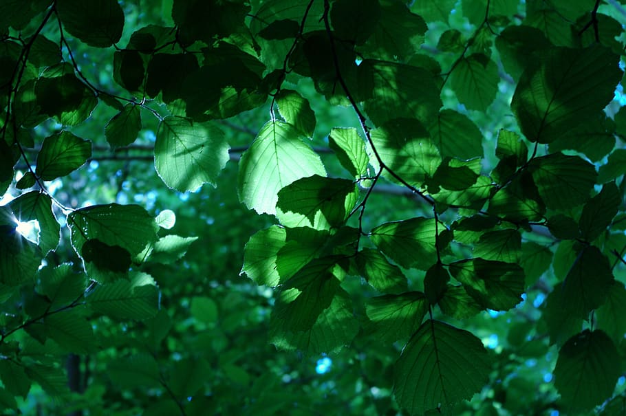 leaves, trees, nature, summer, green, wood, field, landscape HD wallpaper