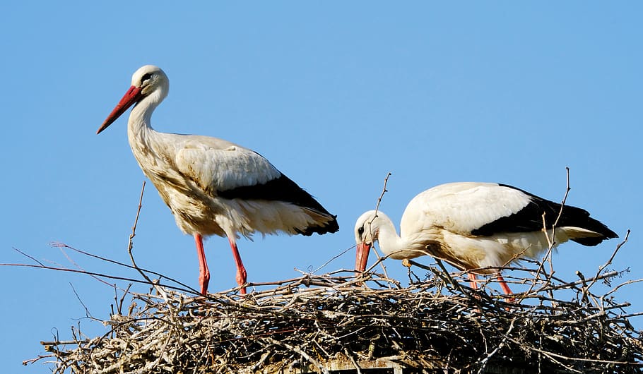 birds, storks, nest, couple, pair, nature, set, animal themes HD wallpaper