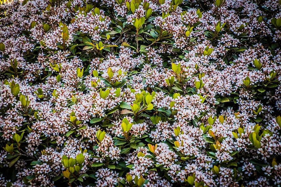 small, pink, white, flower, bush, green, plant, spring, macro HD wallpaper
