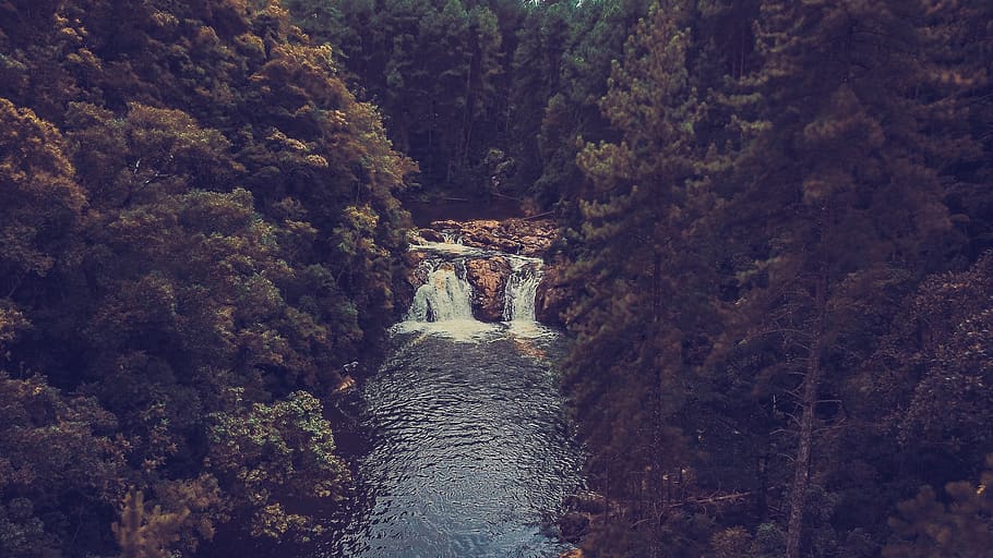green pine trees, water, nature, river, outdoors, waterfall, plant HD wallpaper