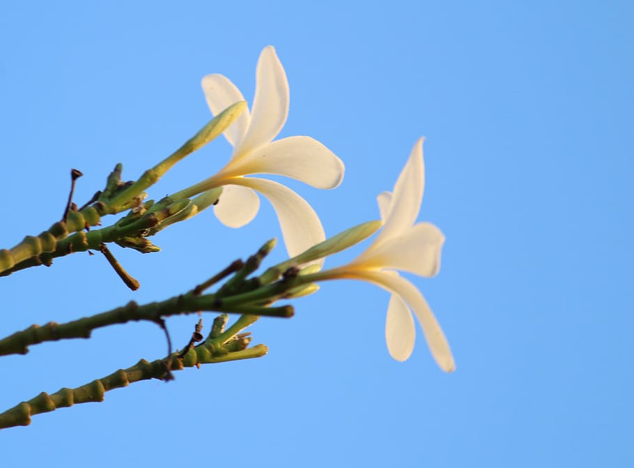 sky, blue, plant, growth, clear sky, low angle view, nature HD wallpaper