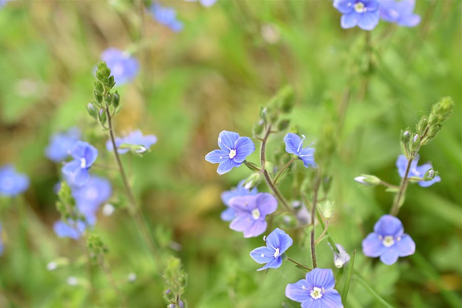 flower, violet, nature, plants, spring, blue, flowering plant HD wallpaper