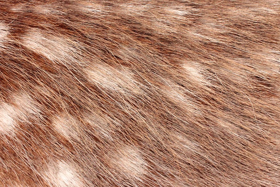 brown fur, backgrounds, textured, pattern, full frame, animal hair HD wallpaper