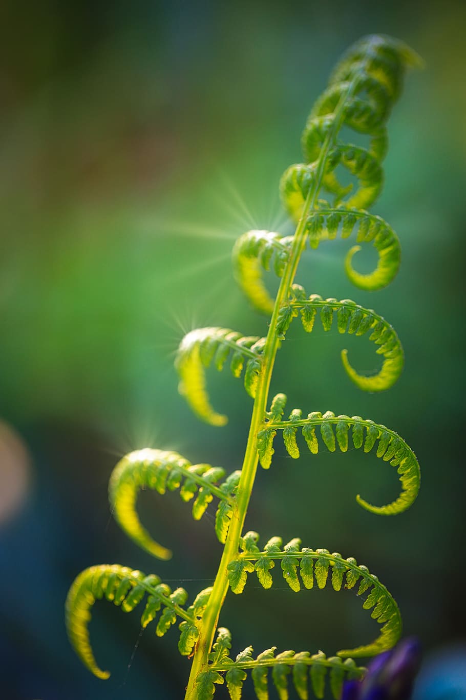 2560x1440px | free download | HD wallpaper: Green Fern, 4k wallpaper ...