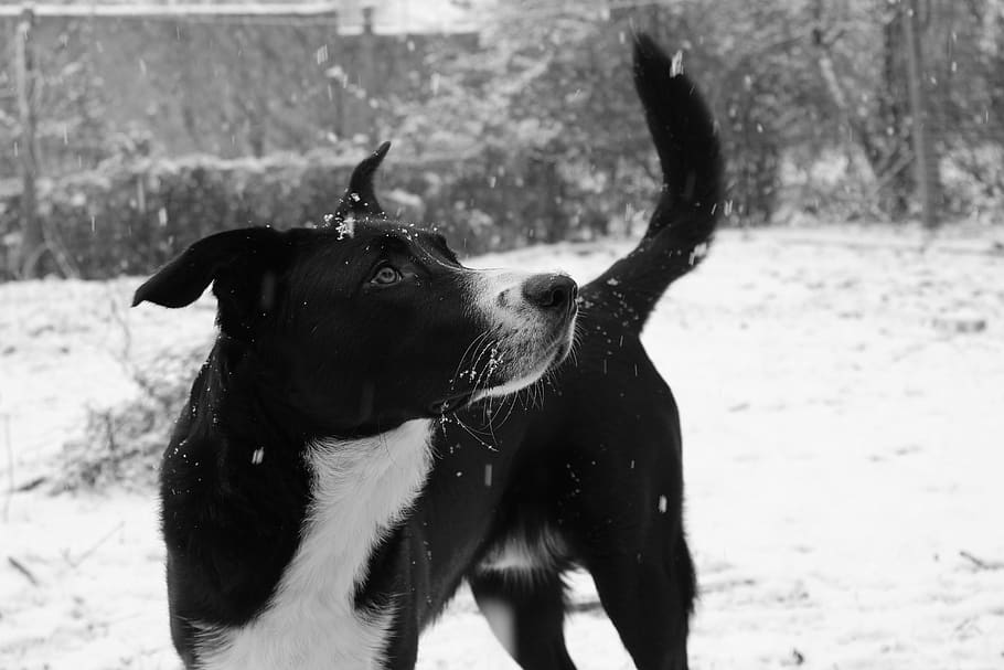 dog, winter, snow, animal, black white, out, border collie mongrel, HD wallpaper