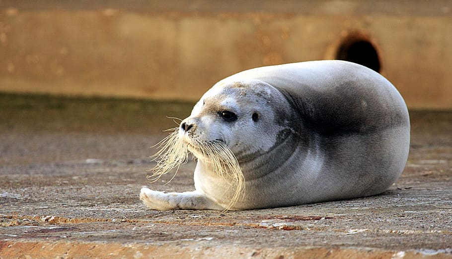 robbe, bart robbe, seal, wild animal, meeresbewohner, mammal HD wallpaper