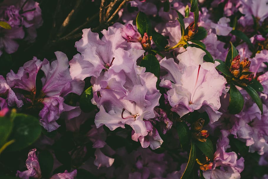 Purple Flowers, bloom, blooming, blossom, botanical, bright, close-up HD wallpaper