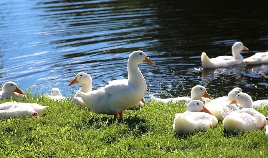 ducks, water, nature, bird, chicks, swim, feather, ducklings HD wallpaper