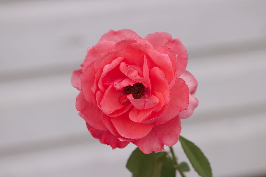 rose, flower, bloom, nature, love, plant, romantic, petals HD wallpaper