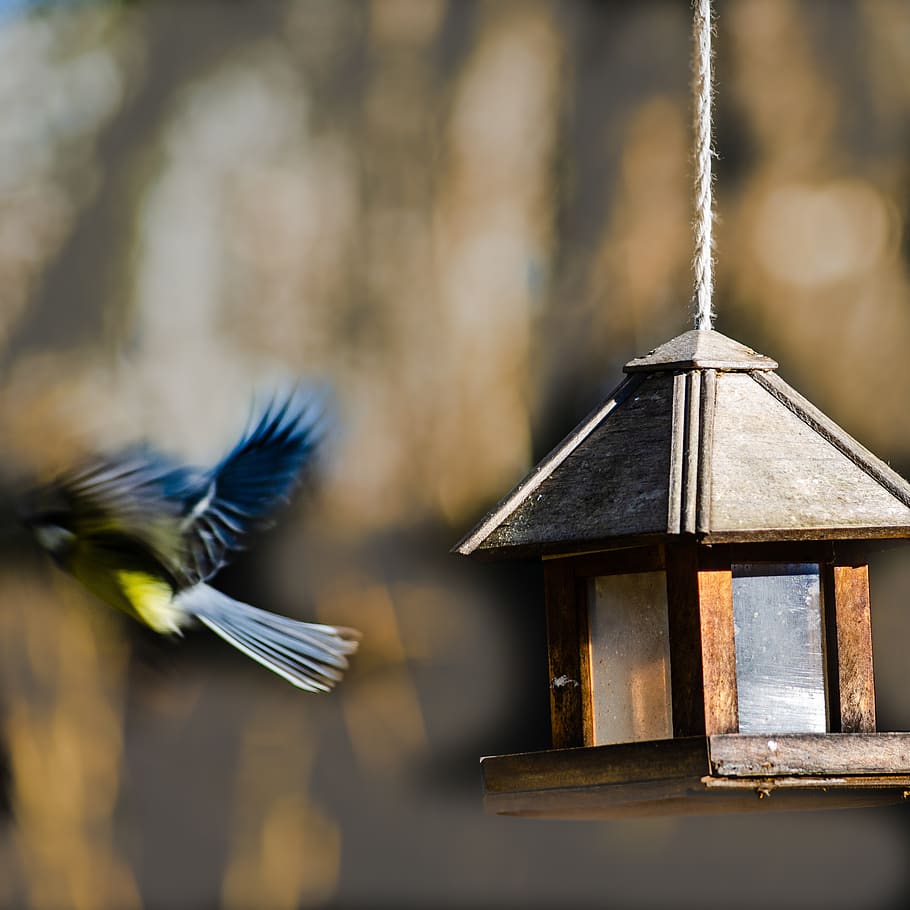 bird, tit, blue, cute, garden, plumage, animals, spring, vertebrate, HD wallpaper