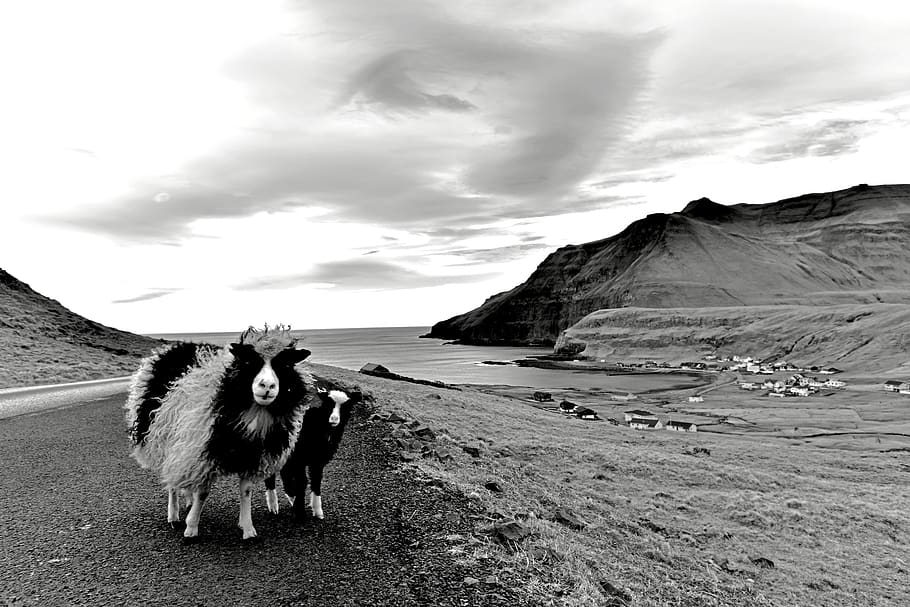 faroe islands, sheeps, scandinavia, bucolic, pets, domestic, HD wallpaper