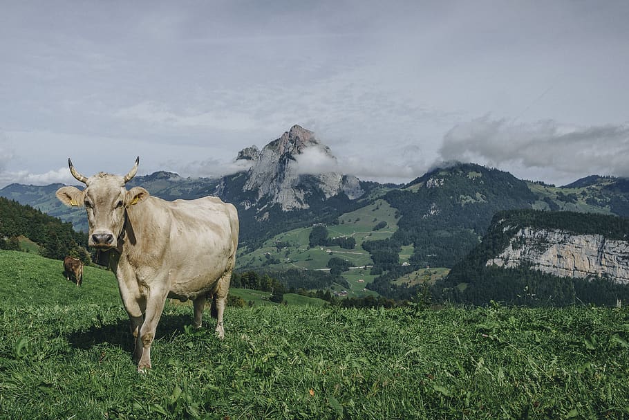 brown cow, mammal, animal, cattle, switzerland, stoos, bull, dairy cow HD wallpaper