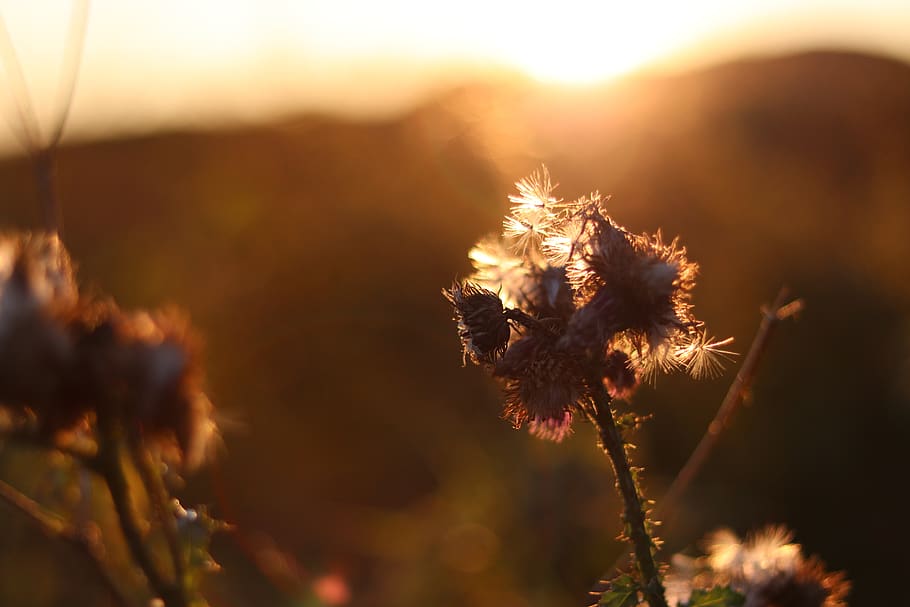 sun, sunset, flower, nature, norway, bodø, plant, flowering plant HD wallpaper