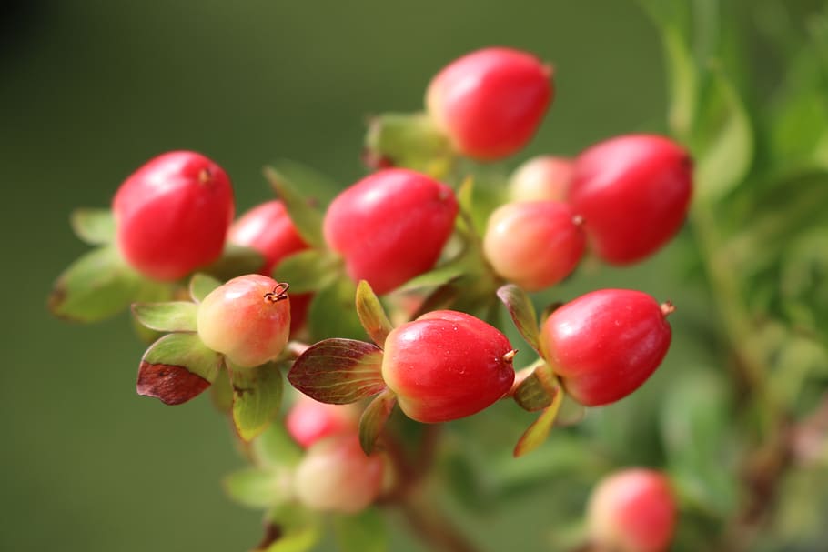 decor, flower, nature, berries, red, redberries, redleafs, growth HD wallpaper