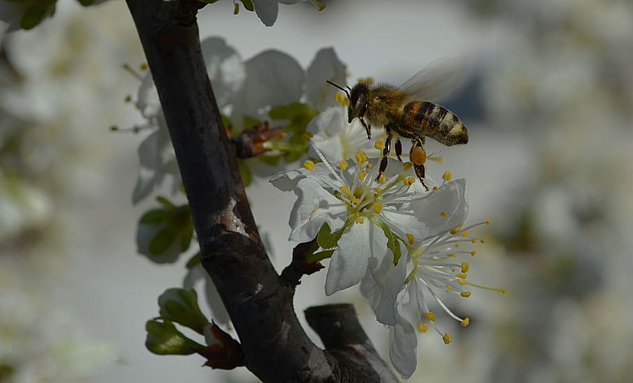 bee, nature, insect, flower, bloom, pollen, nectar, honey, invertebrate HD wallpaper
