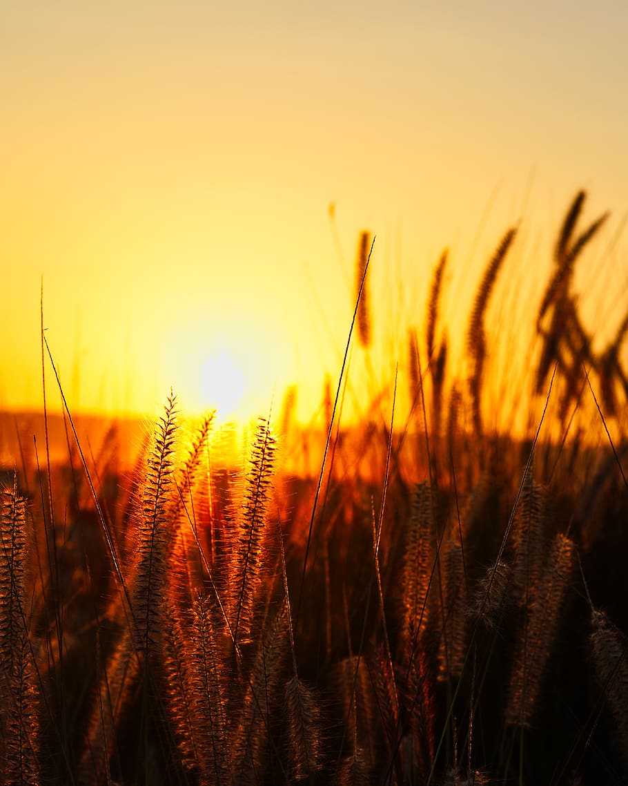 brown tall grass during sunset, growth, sky, agriculture, plant HD wallpaper