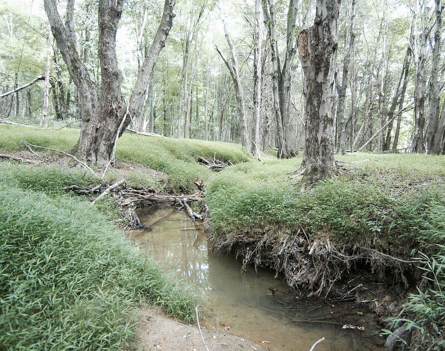 forest, trees, stream, creek, green, plant, land, water, tranquility HD wallpaper