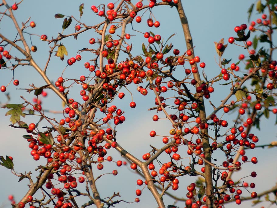 berries, red, nature, fruit, plants, leaves, sky, blue, growth HD wallpaper