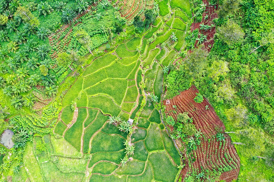 Top View Photography Of Fields, aerial shot, bird's eye view