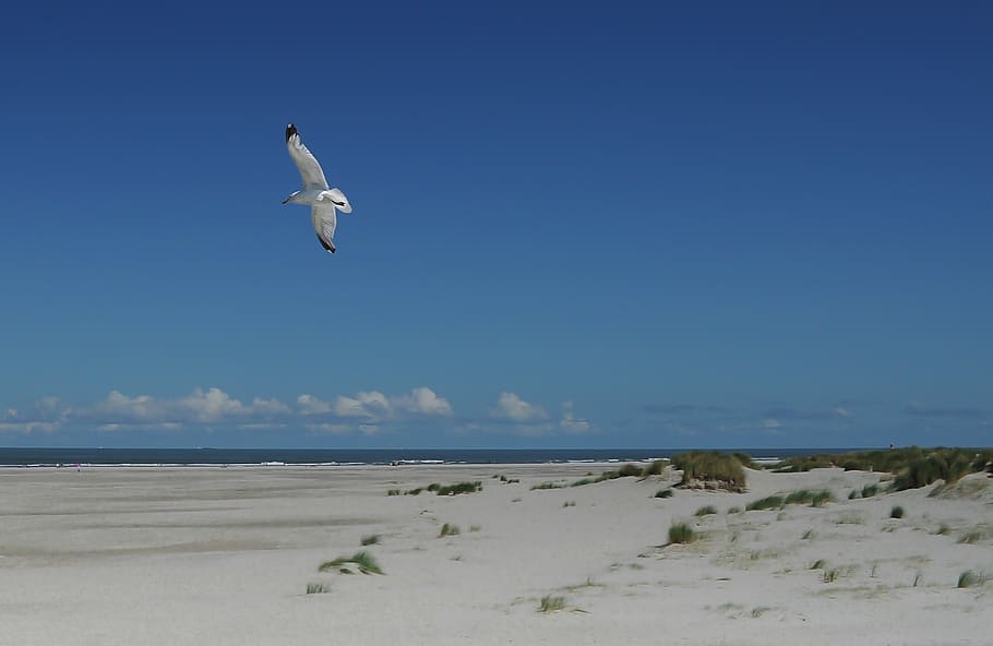 White and Black Flying Bird, beach, seagull, animals in the wild HD wallpaper
