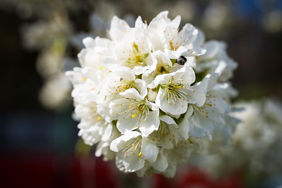flowers, cherry blossoms, spring, bloom, white, blue sky, tree HD wallpaper