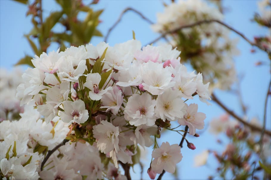 sakura, cherry, japan, spring, pink, tree, pastel, flowers HD wallpaper
