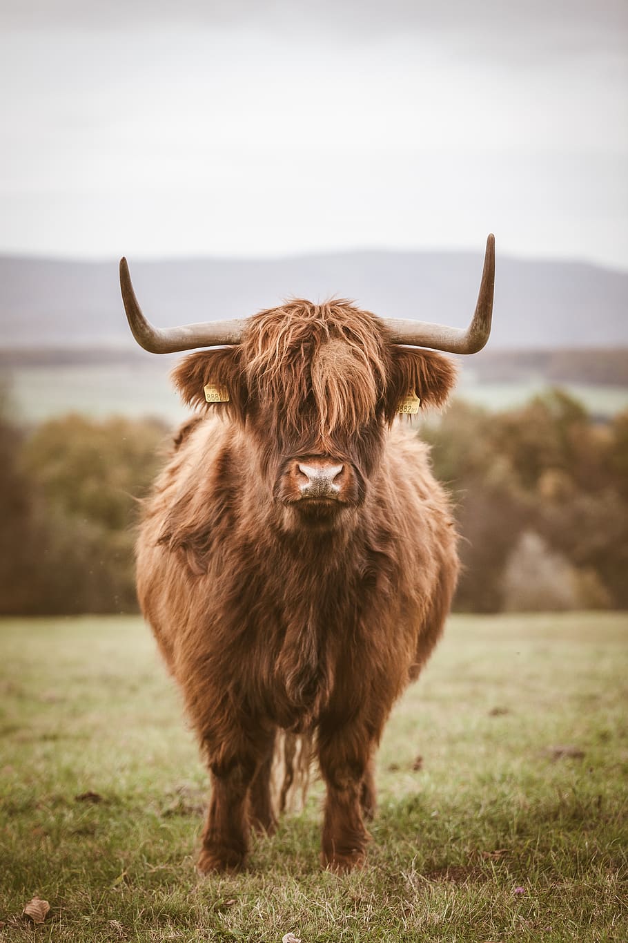 Free download Highland Cattle Picture Animal Wallpaper National Geographic  1600x1200 for your Desktop Mobile  Tablet  Explore 49 Cattle Wallpaper   Longhorn Cattle Wallpaper