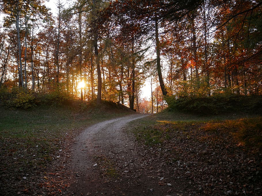 pathway between trees, road, dirt road, gravel, italy, province of trento HD wallpaper