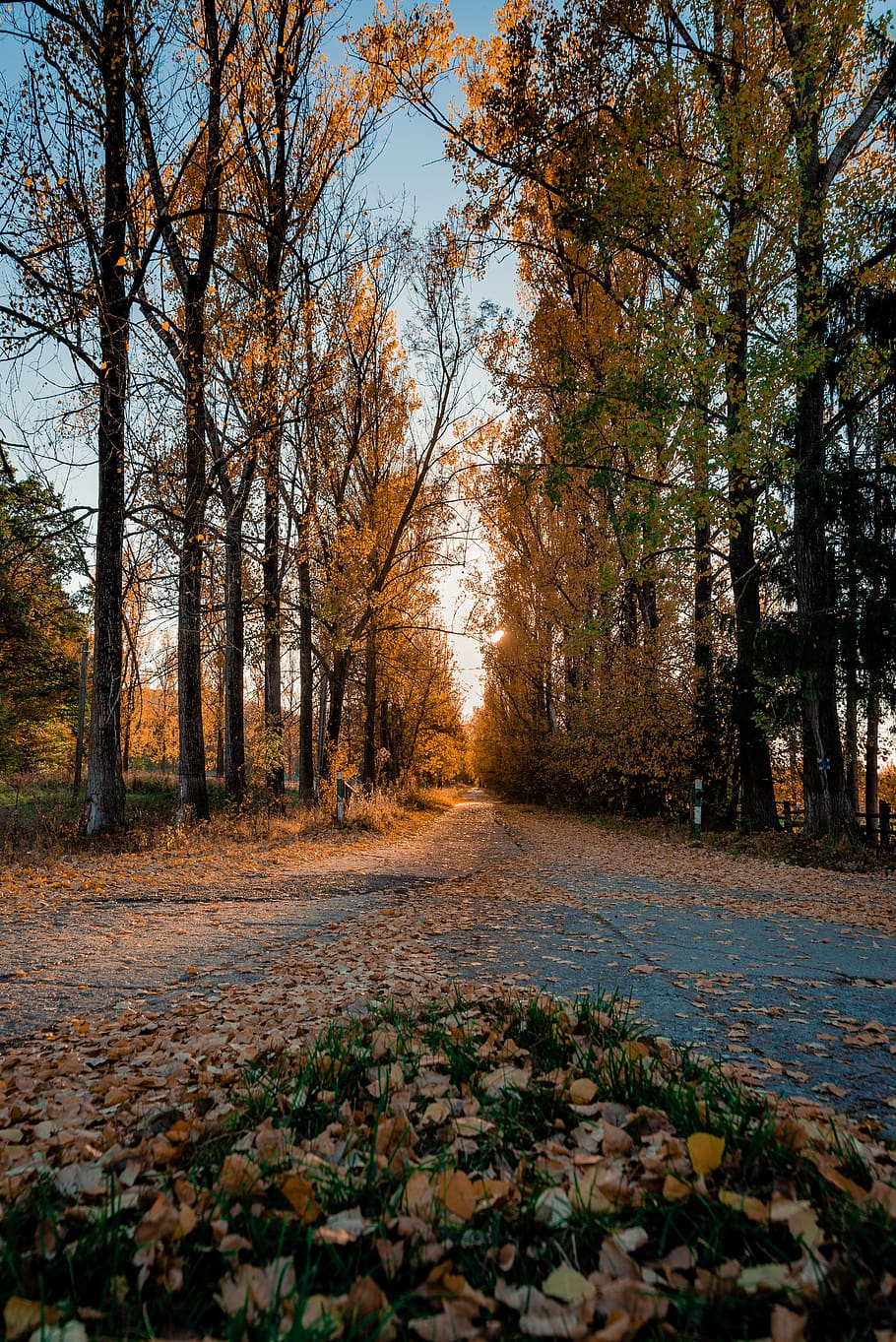 road surround by trees, ground, soil, plant, vegetation, outdoors HD wallpaper