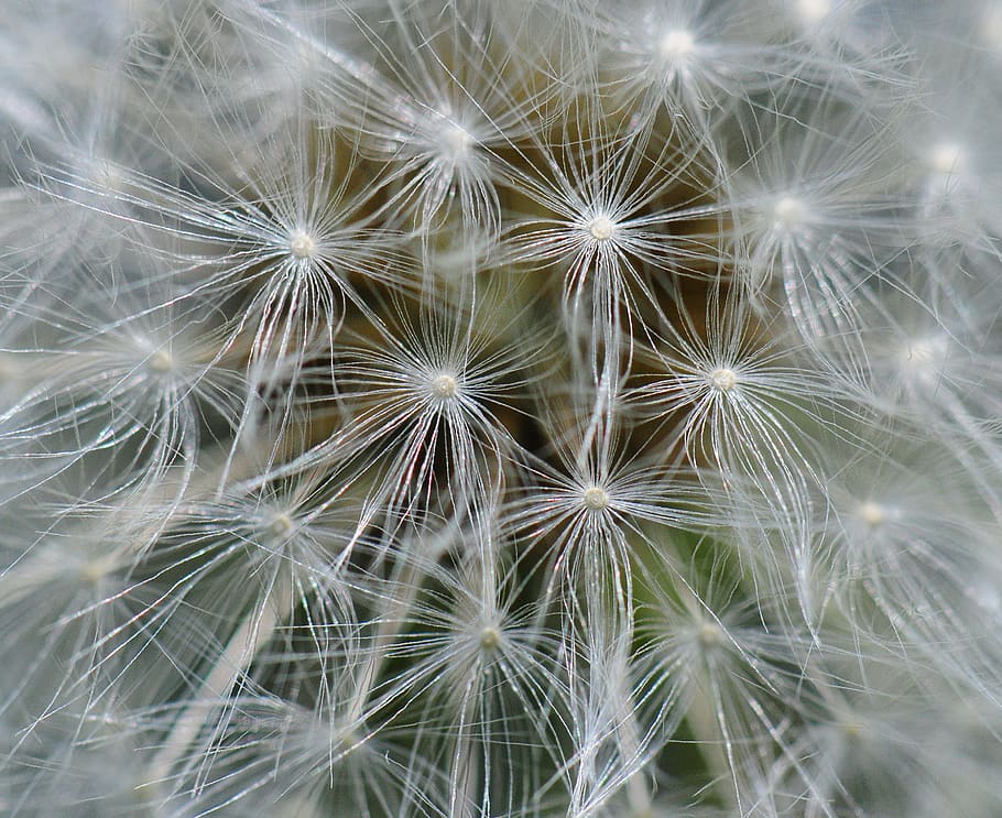 close up, dandelion, flower, flowering plant, fragility, vulnerability HD wallpaper